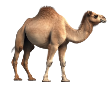 camel