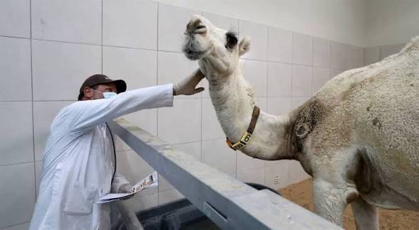 camel