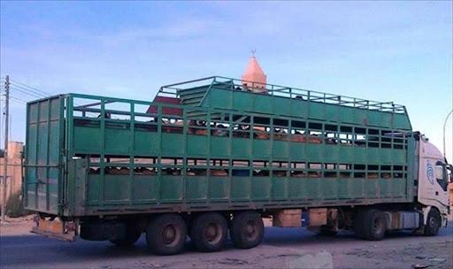 camel