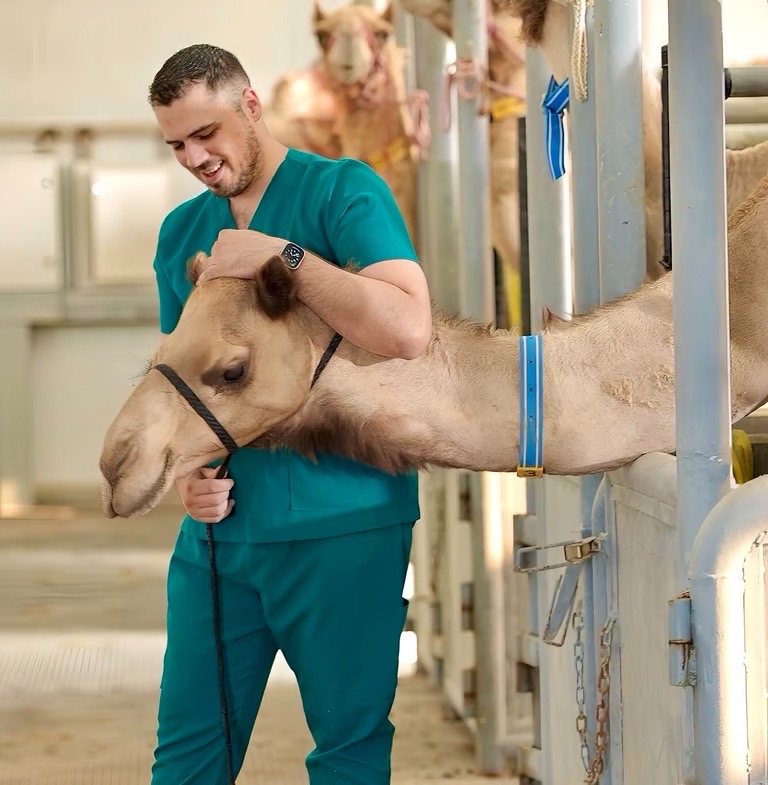 camel