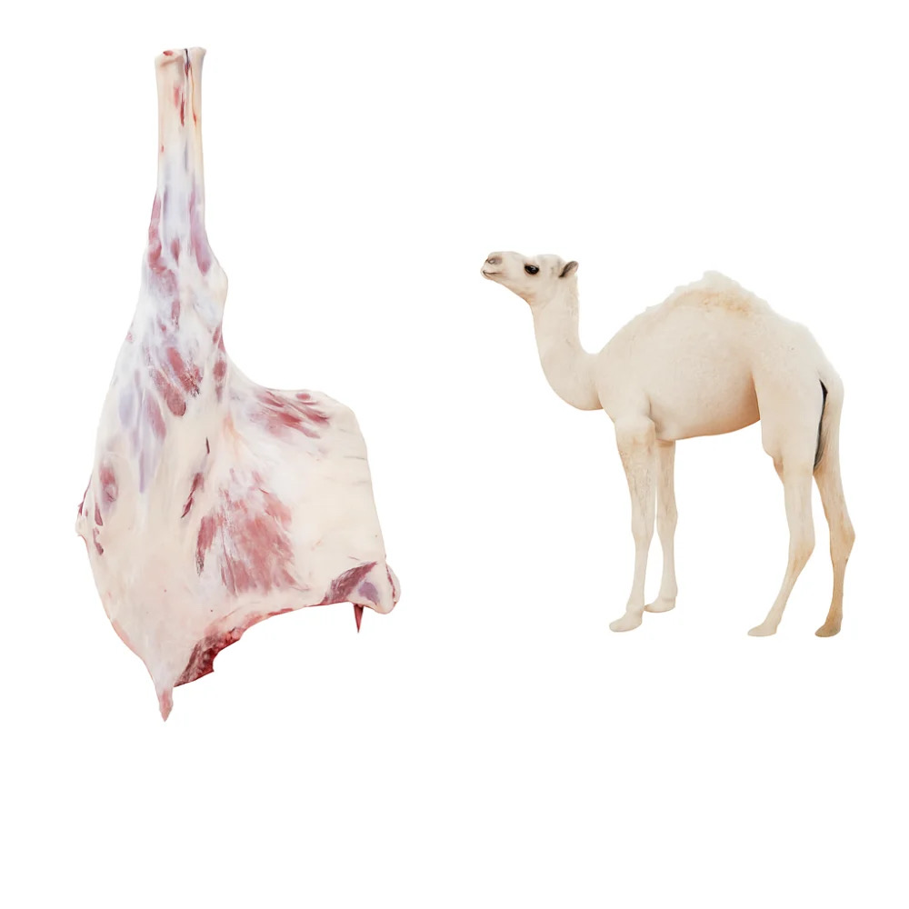camel