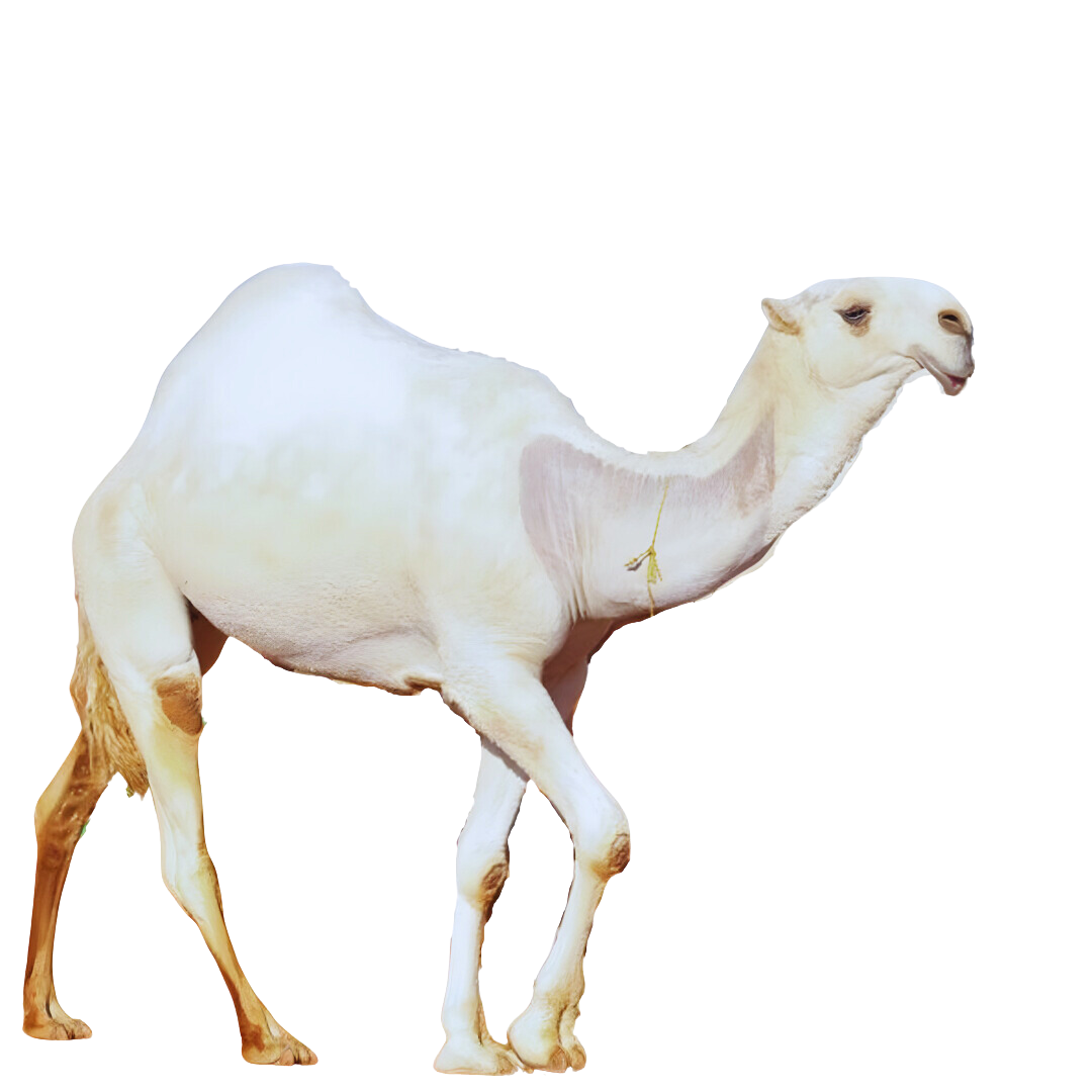 category-photo